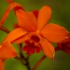 Orchids of Barbados #1