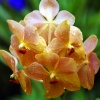 Orchids of Barbados #2