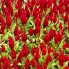 Red Flowers No.1