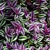 Plant Study #2
