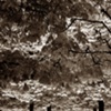 Treescape