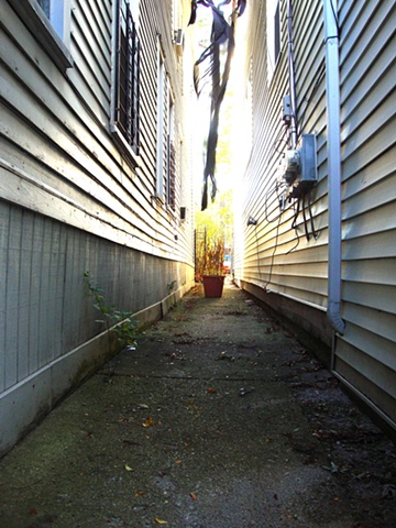 Dead Corn in the Alley
