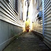 Dead Corn in the Alley