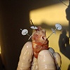 mcnugget heart surgery (study for meat man)