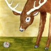 Nice buck and his rubber band ball