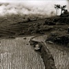 Sapa Landscape 1