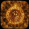 Hilton Chandelier