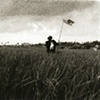 Scarecrows In A Rice Field