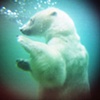 Polar Bear Swim
