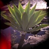Mexican Botanical