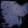 The Bats