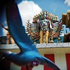 Blue Bird at the Hindu Temple