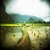 Working In The Rice Field