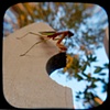 Praying Mantis