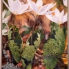 Puccoon