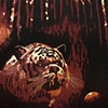 I Don't Want to Meet the Tyger Right Now