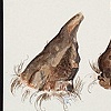 Study of Lepus Horns
