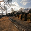 bales of hay in winter