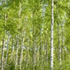 birch
