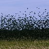 flocking