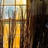 willow sticks
