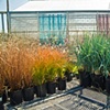 grasses
