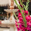 gladiolas and fountain