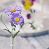 tray with budvases