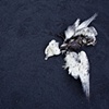 seraphim
