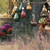 gourd birdhouses