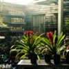 bromeliads
