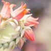 succulent