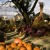 pumpkin patch