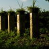 gardens at dusk