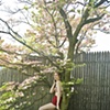 bonsai girl