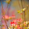 dogwood