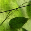 calligraphic