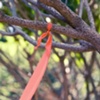 nursery trees