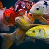 gulfisk
