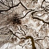 ice nest