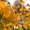 lilies at sundown