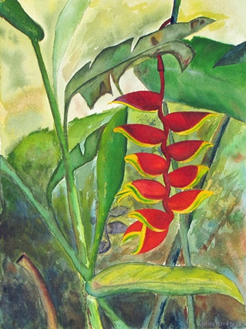 Heliconia