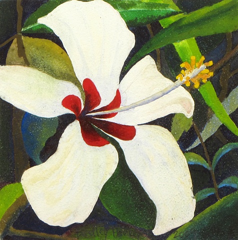White Hibiscus