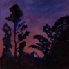 The Rainforest at Night