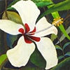 White Hibiscus