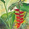 Heliconia