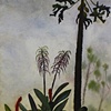 Papaya Tree