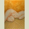 Horizontal Figure