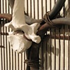 Disinfect (detail)