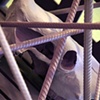 Veal Crates (detail)